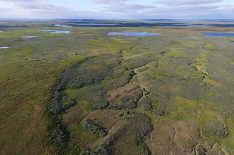 Tundra.